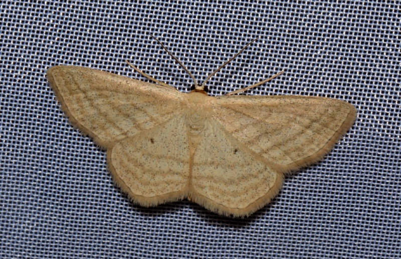 Scopula (Scopula) virgulata? S